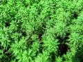 Tavi növények - Myriophyllum verticillatum